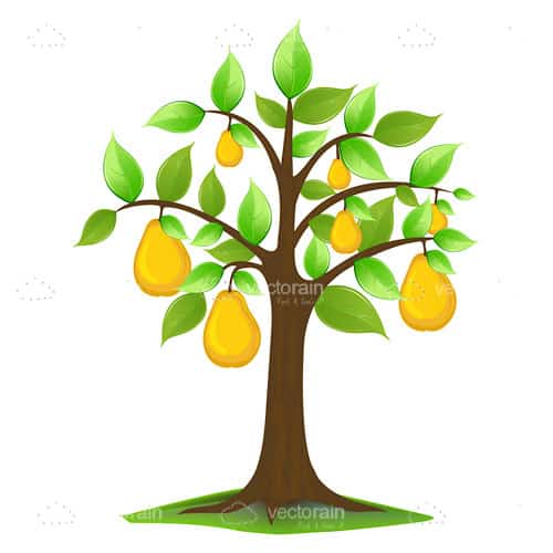 Pears in tree